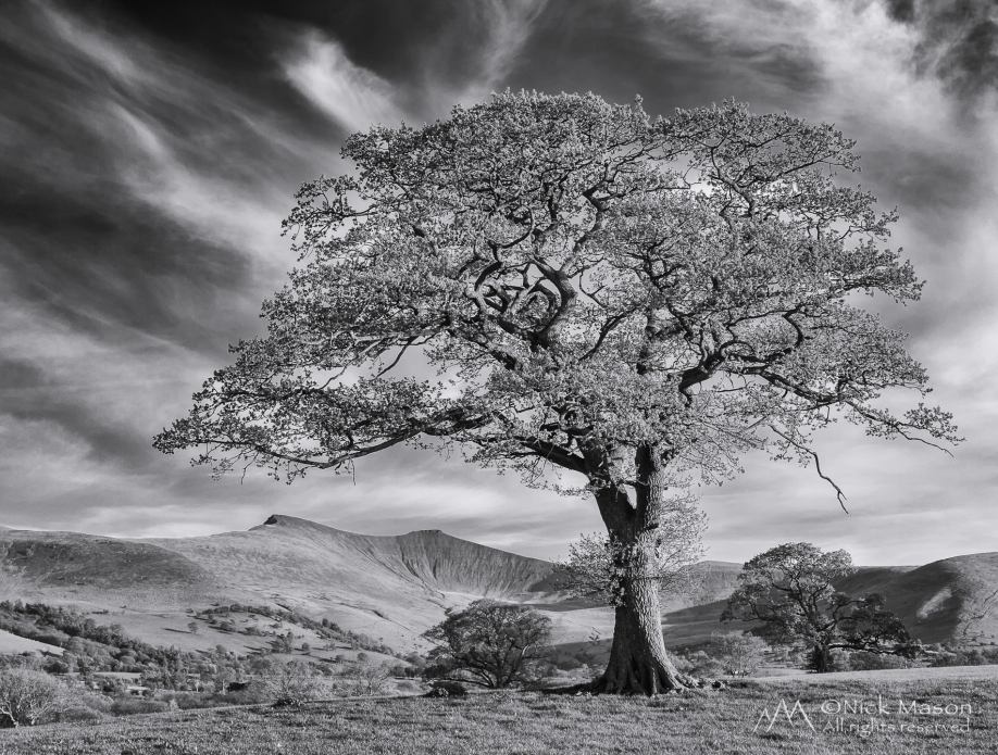 02 Spring comes to the Brecon Beacons